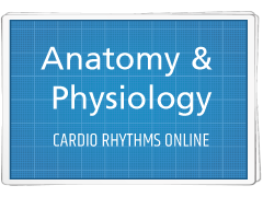 Cardiology Basics: Anatomy & Physiology