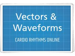 Cardiology Basics: Vectors & Waveforms
